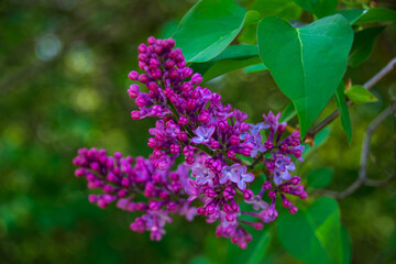 Purple blossom, spring in Prague