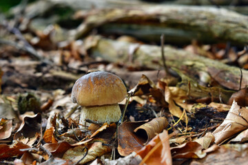 Boletus edulis edible mushroom