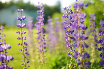 Obraz na płótnie Canvas Beautiful purple lupins blossoming on flower bed on summer day.