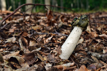 Mushroom phallus impudicus