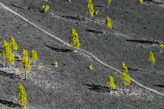 Parc National du teide, La for&ecirc;t de conif&egrave;res sur terre volcanique