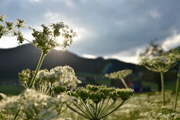 White flowers in front of mountain scenery by sunset. High Dynamic Range Picture Wallpaper