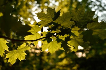 maple leaves in autumn