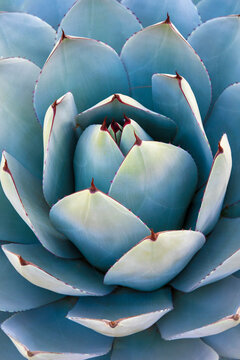 Close up of agave cactus