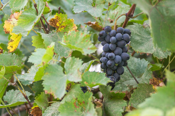Ripe bunches of black grapes on the vine