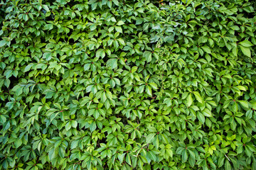 Fototapeta na wymiar Natural leaves texture of green hedge background.