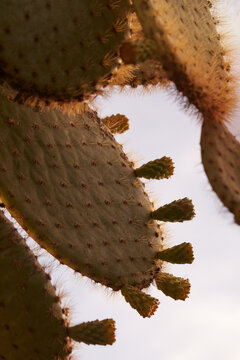 Cactus