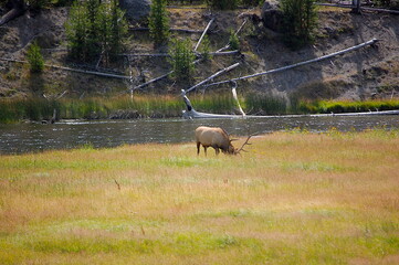 Bull Elk in Yellowstone