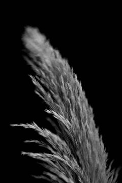 Dried flowers