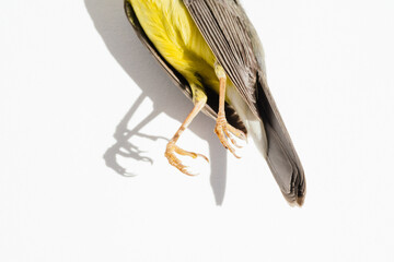 The lower half of a dead bird