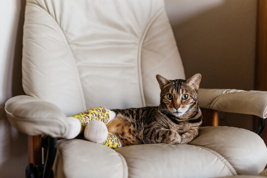 Bengal cat with two broken legs