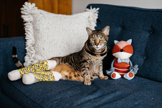 Bengal cat with two broken legs