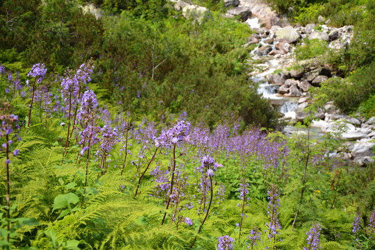 Tatra Mountains flowers Cicerbita alpina growing in Dolina Roztoki.