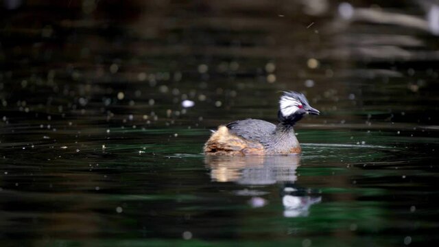 A White-tufted grebe eating a small Chanchito fish and then swimming on a lake
