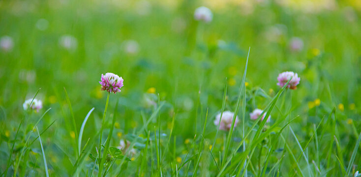 Flower background of clover in the grass. Beautiful photo of clover. Pink flower of a clover. Green grass background. Article about medicinal herbs. Herbal background with copy space .
