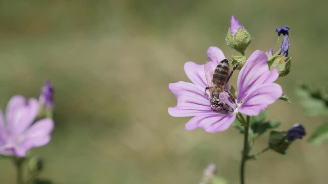 Mallow Malva sylvestris flower with a bee slow-mo video