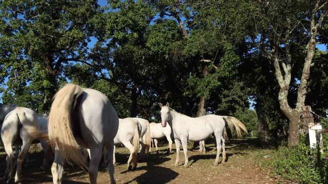 Lipizzan horses of Lipica in Slovenia