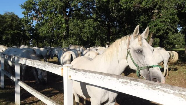 Lipizzan horses of Lipica in Slovenia