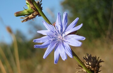 Blue chicory flower in the meadow on blue sky background, closeup