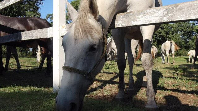 Lipizzan horses of Lipica in Slovenia