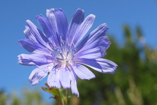 Beautiful chicory flower in the meadow on blue sky background, closeup
