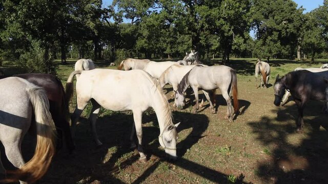 Lipizzan horses of Lipica in Slovenia