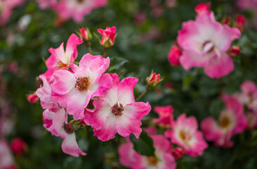 Fototapeta premium Beautiful pink and white Rosa canina blooms in the garden on a summer day. Selective focus