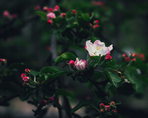 Flower And Red Buds Of Apple Blossom Close-up - 378212480