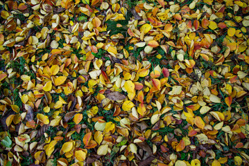 Yellow leaves that have fallen from trees onto the grass.