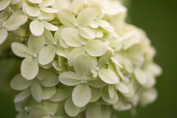Delicate white flowers of Gortensia. The flowering bush of Hortensia. A small depth of field.