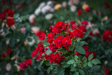 Beautiful roses bloom in the park. Selective focus
