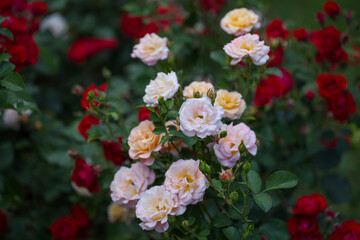 Beautiful roses bloom in the park. Selective focus