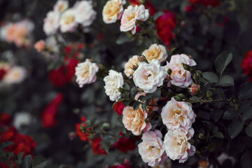 Beautiful roses bloom in the park. Selective focus, tinted image filters.