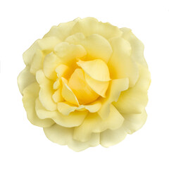 Yellow rose, flower isolated on a white background, close-up.
