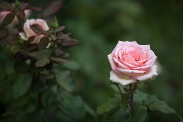 Beautiful roses bloom in the park. Selective focus