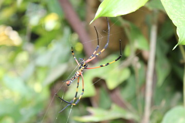 spider on a leaf