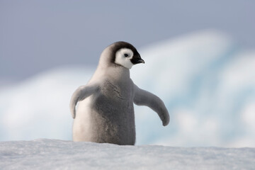 Emperor Penguin Chick,  Antarctica © Paul