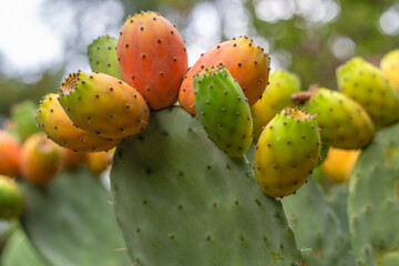 Fichi d'india