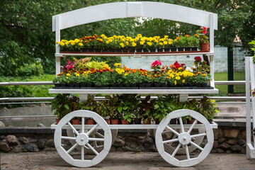 Selling flowers and seedlings in the park in summer