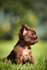 Portrait of a small brown chihuahua puppy sitting on the green grass.