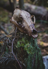 The skull of a wild Fox in a dark autumn forest.Mystical nature.