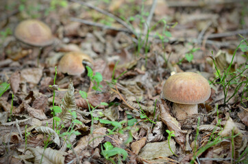 boletus mushrooms in the forest among fallen leaves