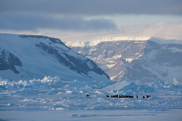 Emperor Penguins,  Antarctica