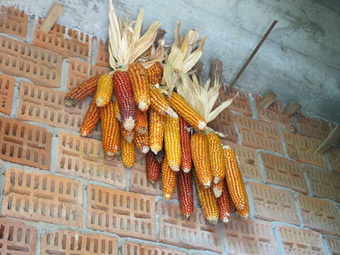 Corn cobs in granary