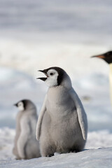Fototapeta na wymiar Emperor Penguin Chick, Antarctica
