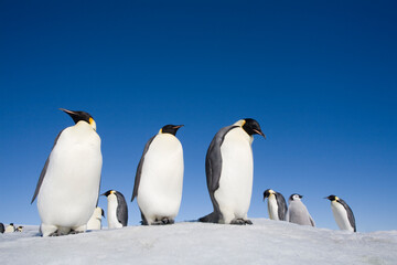 Obraz na płótnie Canvas Emperor Penguins, Antarctica