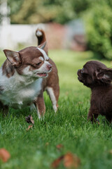 An adult Chihuahua dog snarls at his puppy. Education.