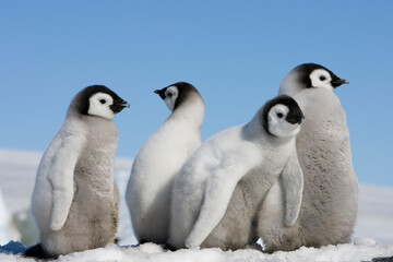 Emperor Penguin Chicks,  Antarctica
