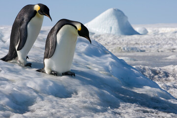 Fototapeta na wymiar Emperor Penguins on Ice, Antarctica