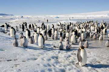 Emperor Penguin Rookery,  Antarctica